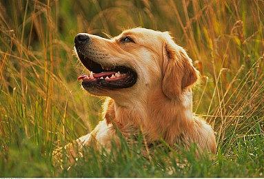 预约开跑！「Pokémon GO Plus +」建议售价公开，7月14日全球同步发行