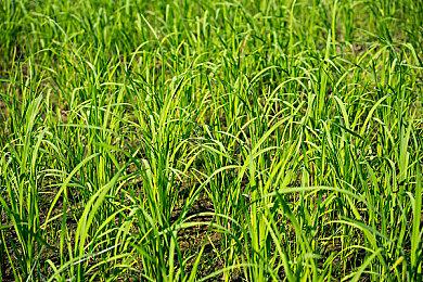 Eidos蒙特利尔：正开发多个虚幻5游戏